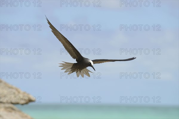 Black Noddy