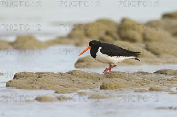 South island oystercatcher