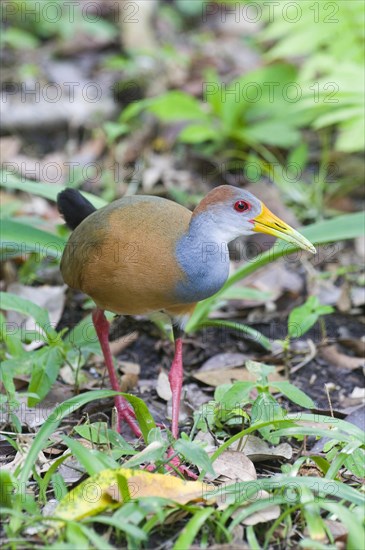 Grey-necked Wood-rail