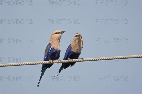 Blue-bellied roller