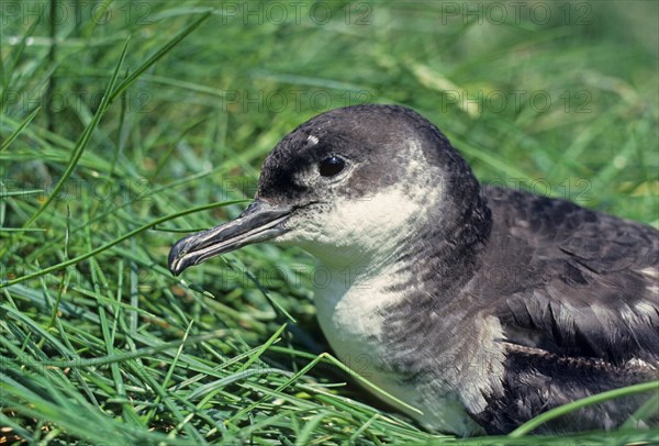 Black-billed Shearwater