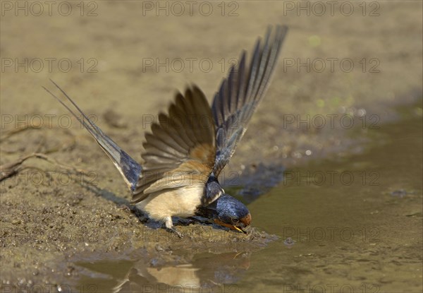 Barn Swallow