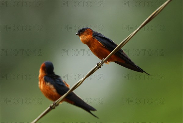 Ceylon Swallow