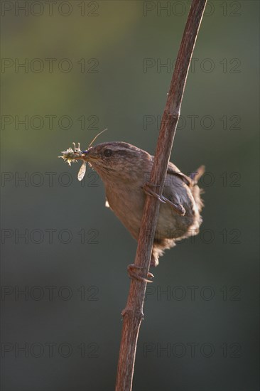 Wren