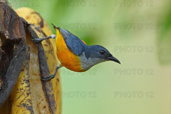 Orange-bellied Flowerpecker