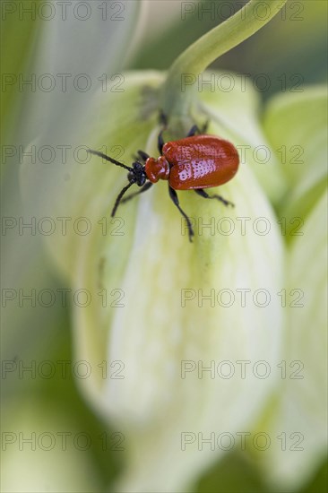 Scarlet lily beetle