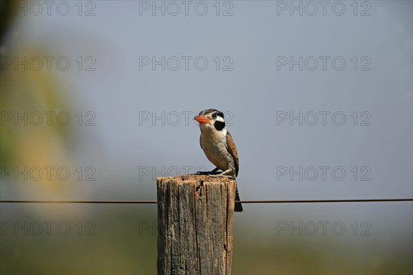 White-eared Puffbird