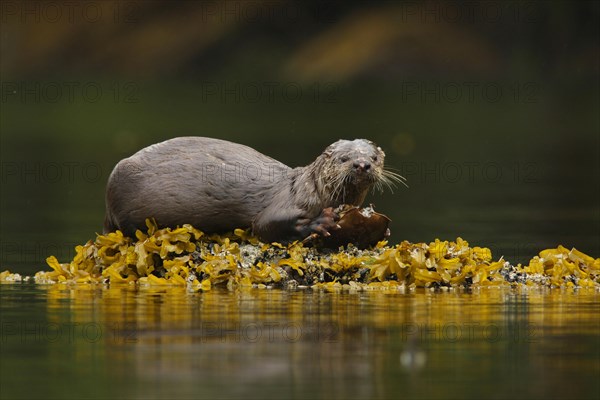 North American River Otter