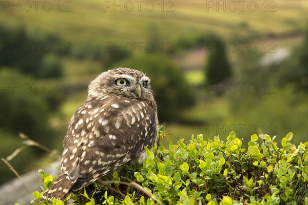 Little Owl