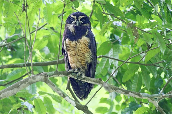 Spectacled Owl