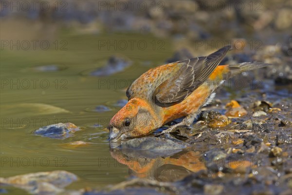 Spruce Crossbill