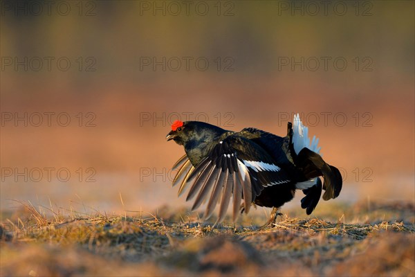 Black Grouse