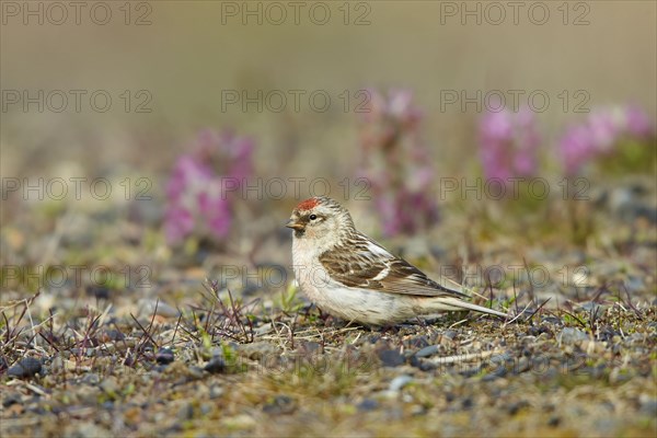 Arctic Redpoll