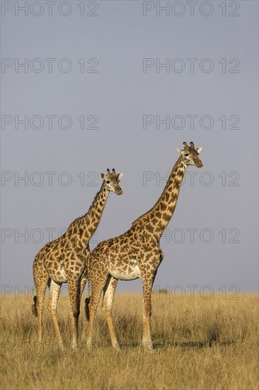 Masai giraffe