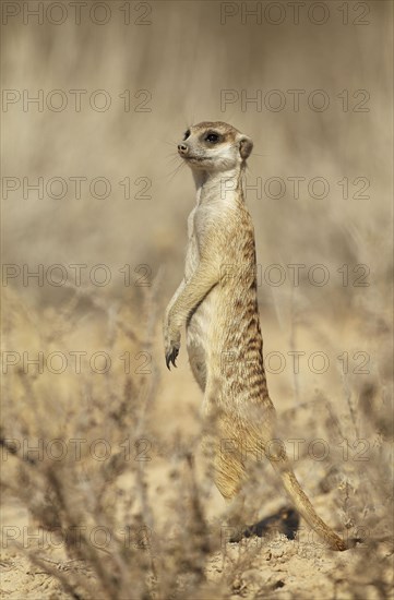 Meerkat