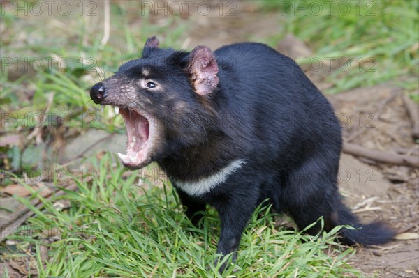 Tasmanian devil