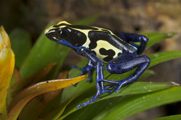 Dyeing frog