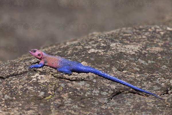 Mwanza flat-headed rock agama