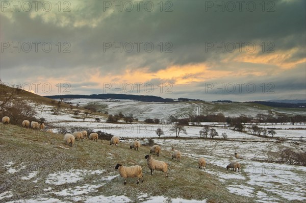 Domestic sheep