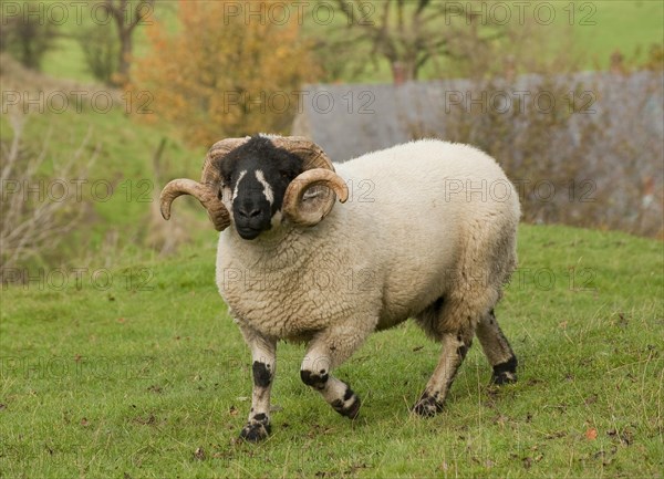 Domestic sheep