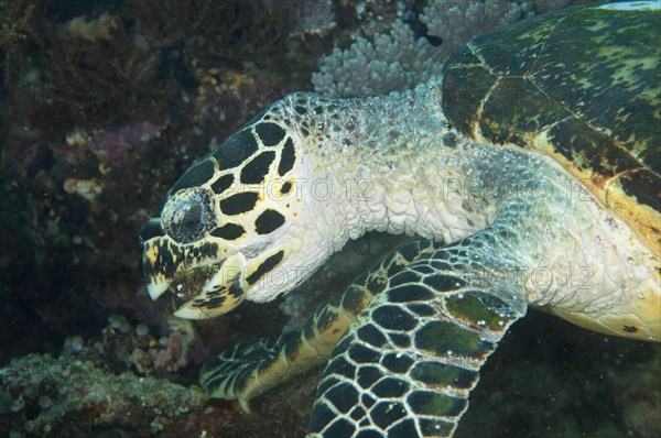 Loggerhead turtle