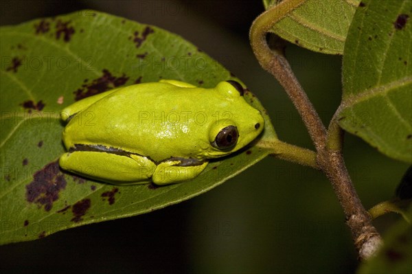 Reed frog