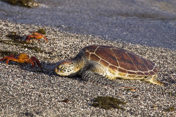 SAlly light-footed crab with Galapagos green turtle on Punta Espinosa beach