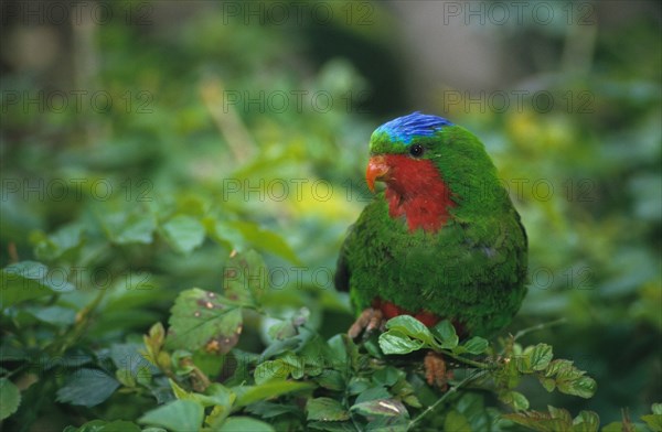 Blue-crowned lorikeet