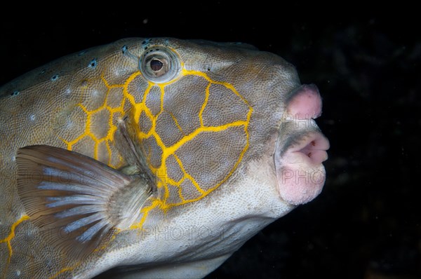 Yellow boxfish