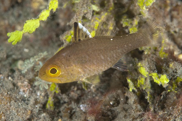 Frostfin Cardinalfish