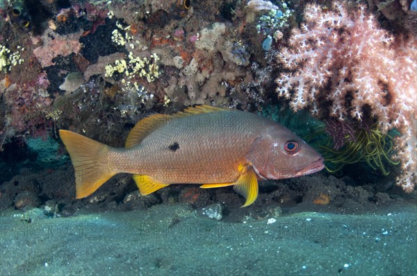 Adult ehrenberg's snapper