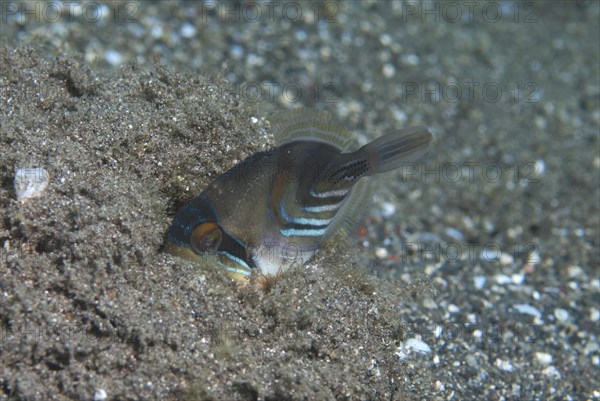 Picasso Triggerfish