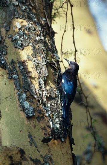 Common scimitarbill