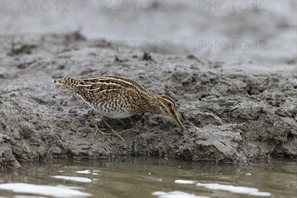 Common snipe