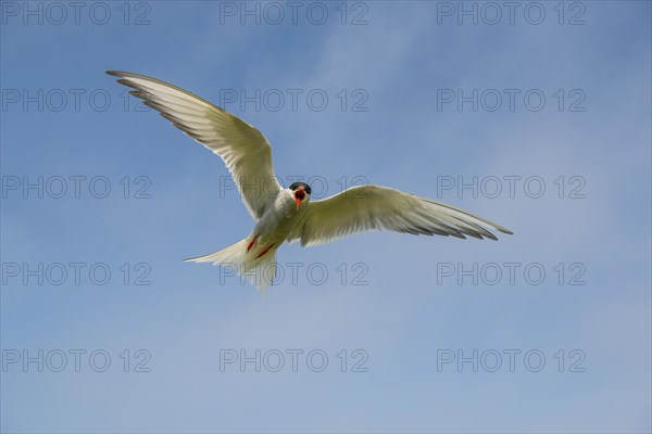 Arctic terns