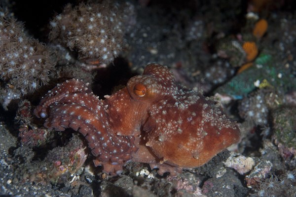 Octopus