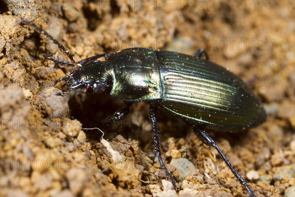 Copper-beetle