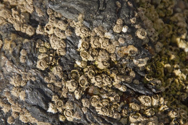 Semibalanus balanoides is a common and widespread boreo-arctic species of acorn barnacle. It is often found on rocks and other substrates in the intertidal zone