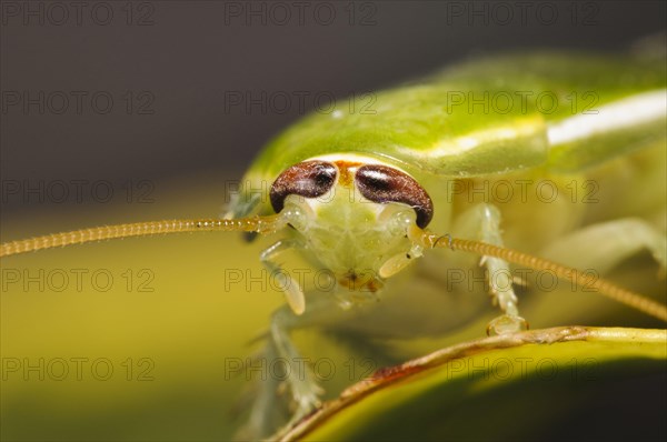 Green Banana Cockroach