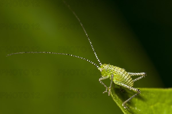 Speckled Bush-cricket