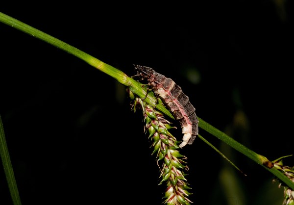 Common Glow-worm