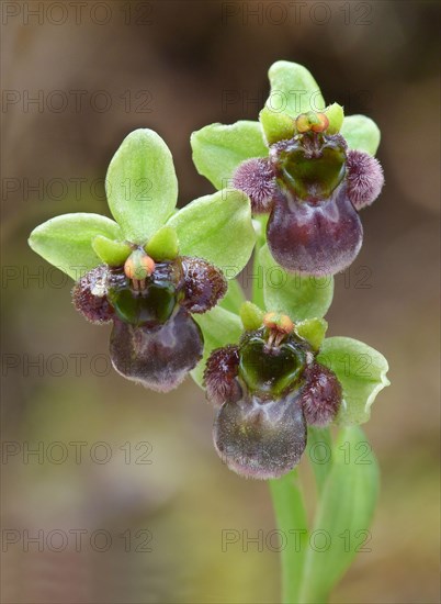 Bumblebee Orchid