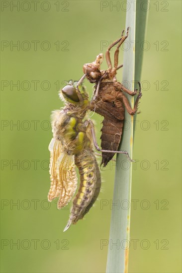 Four-spotted Chaser