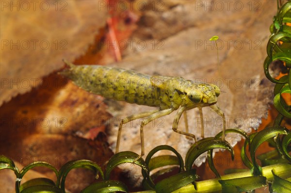 Southern southern hawker