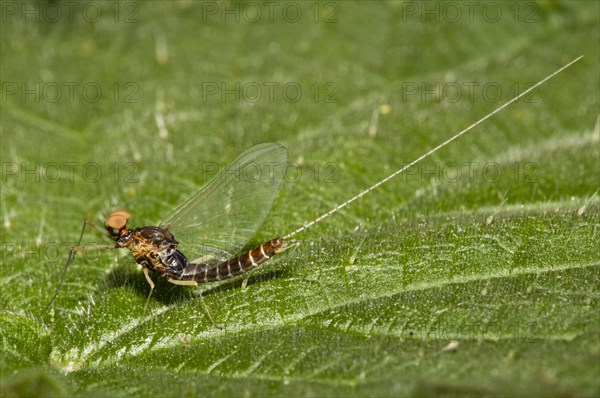 Large spur-thighed damselfly