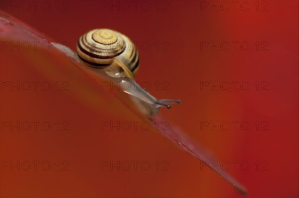 White-lipped Banded Snail
