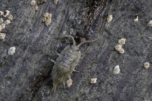 Sea roach