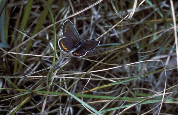 Gossamer winged butterfly