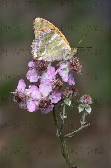 Silver silver-washed fritillary