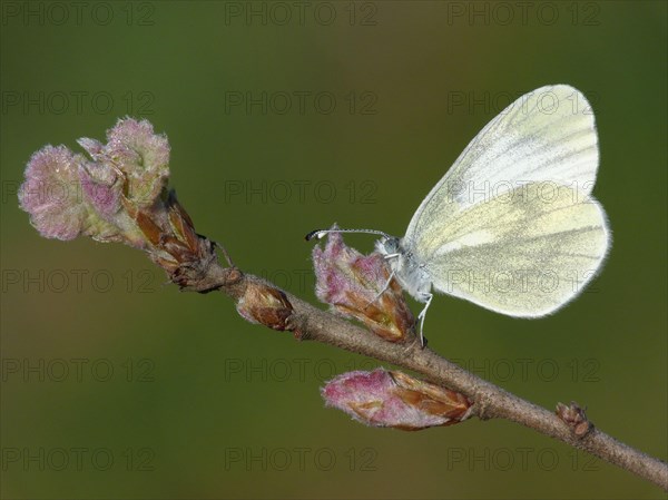 Wood wood white